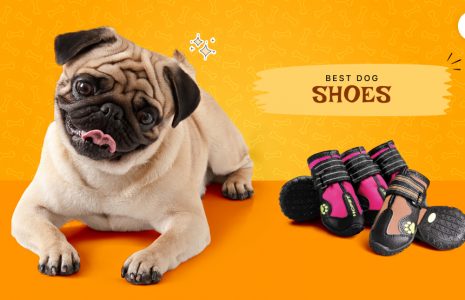 dog shoes