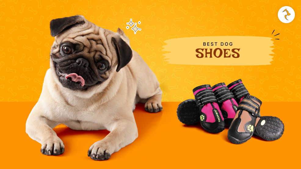 dog shoes