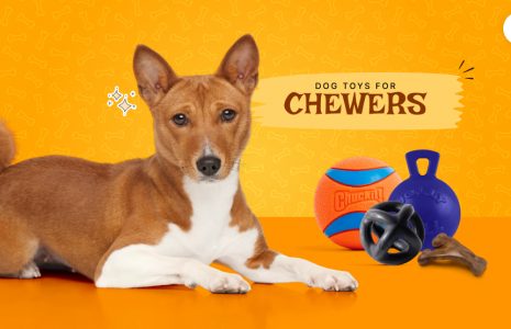 dog toys for chewers