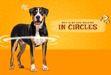 dog walking in circles