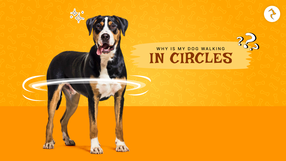 dog walking in circles