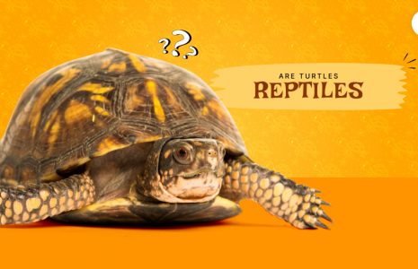 Are turtles reptiles
