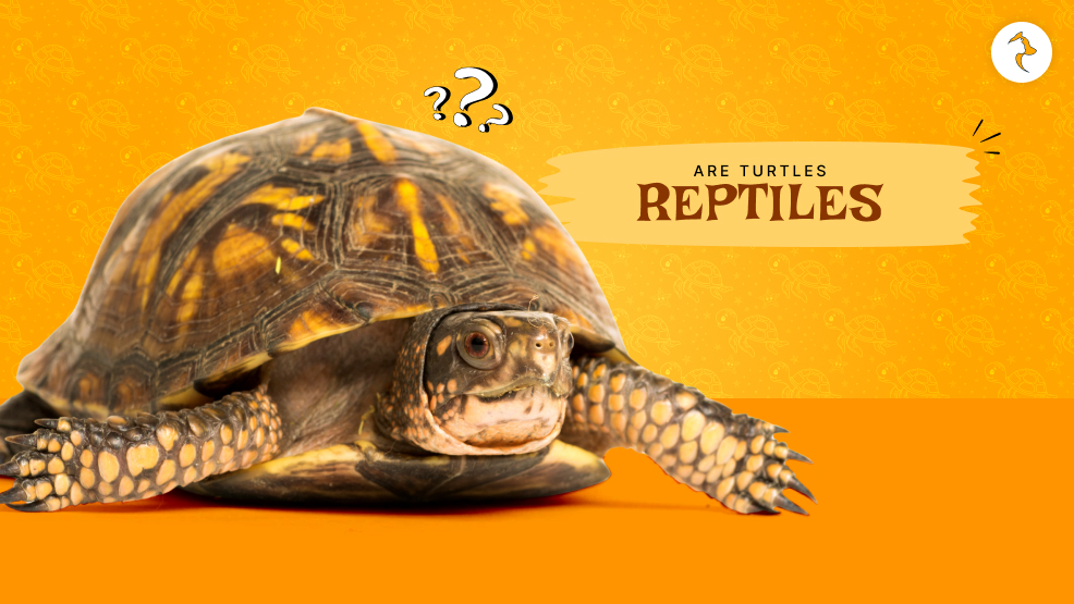 Are turtles reptiles