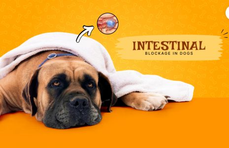 Intestinal blockage in dogs