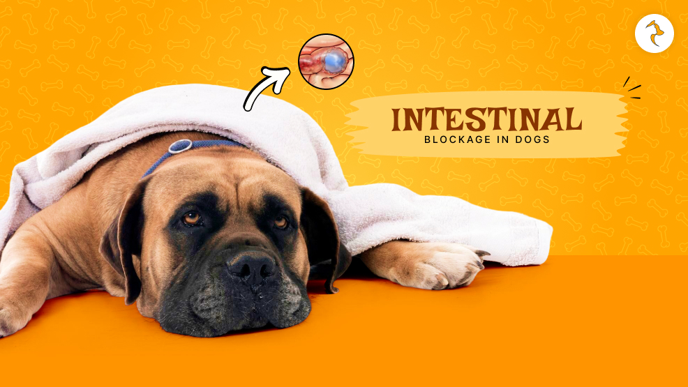 Intestinal blockage in dogs