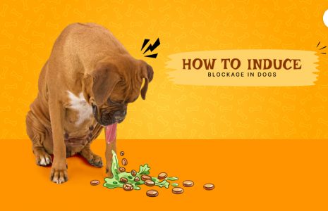How to induce vomiting in dogs