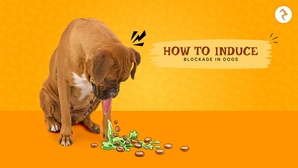 How to induce vomiting in dogs