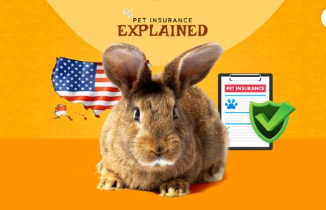 Pet Insurance Explained