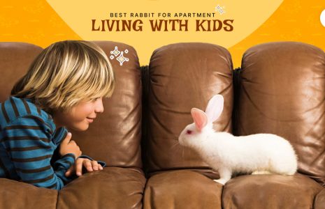 best rabbit for apartment living with kids