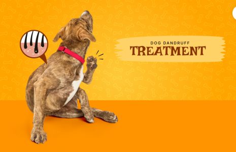 dog dandruff treatment