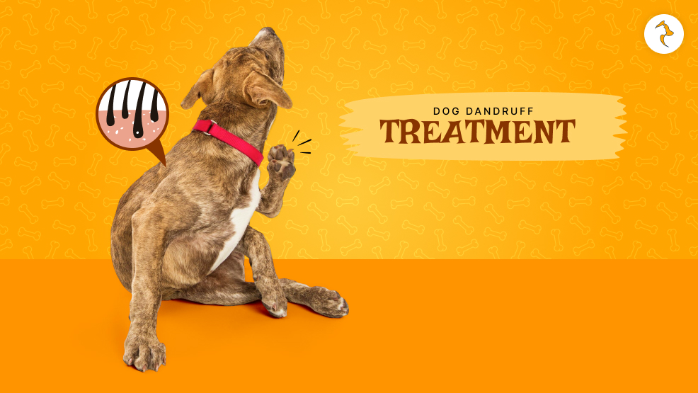 dog dandruff treatment
