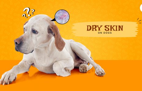 dry skin on dogs