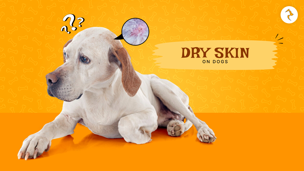 dry skin on dogs