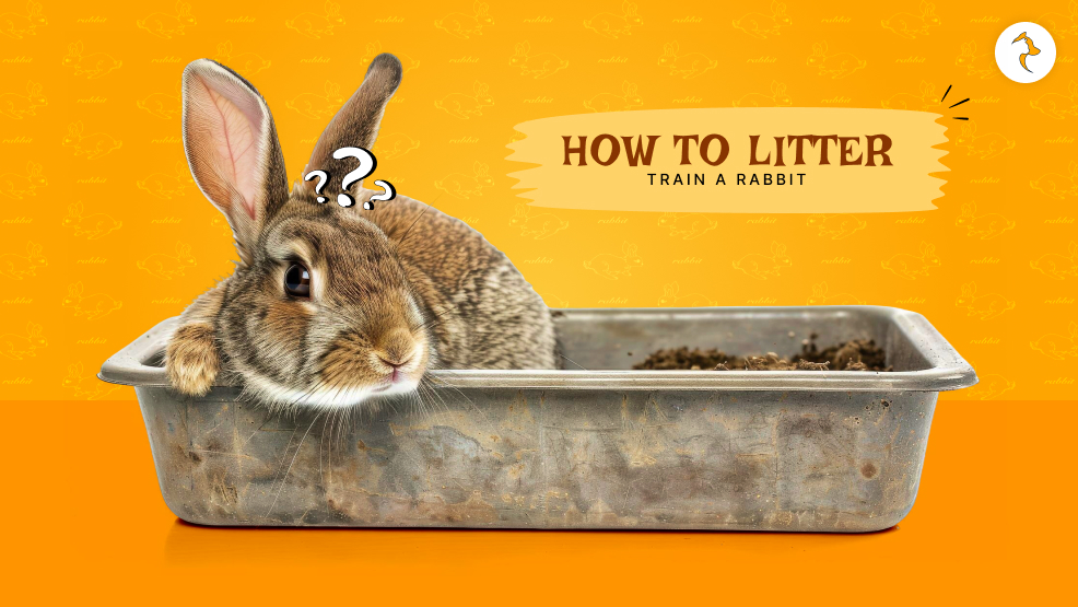 how to litter train a rabbit