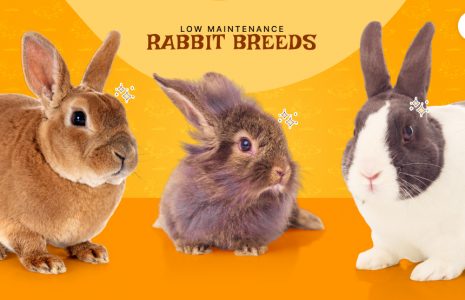 low-maintenance rabbit breeds