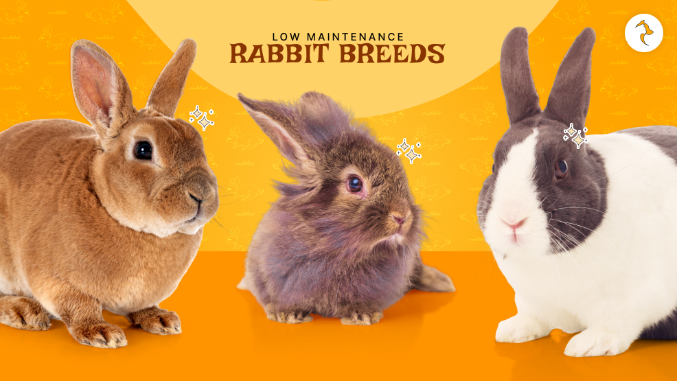 low-maintenance rabbit breeds