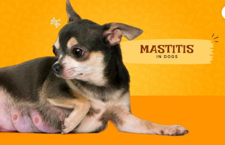 mastitis in dogs