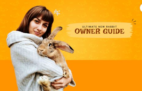 new rabbit owner guide
