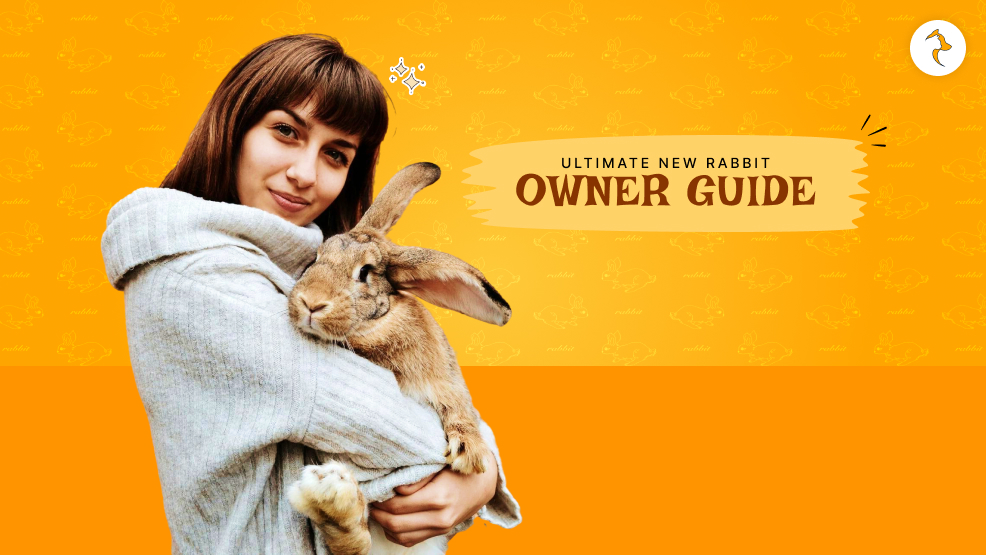 new rabbit owner guide