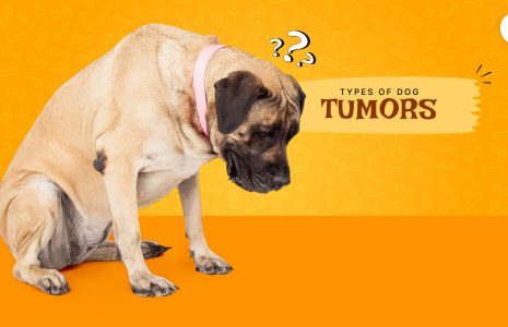 types of dog tumors