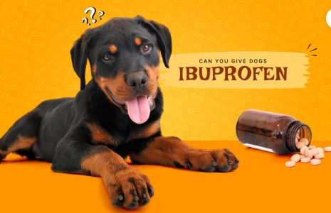 Can You Give Dogs Ibuprofen