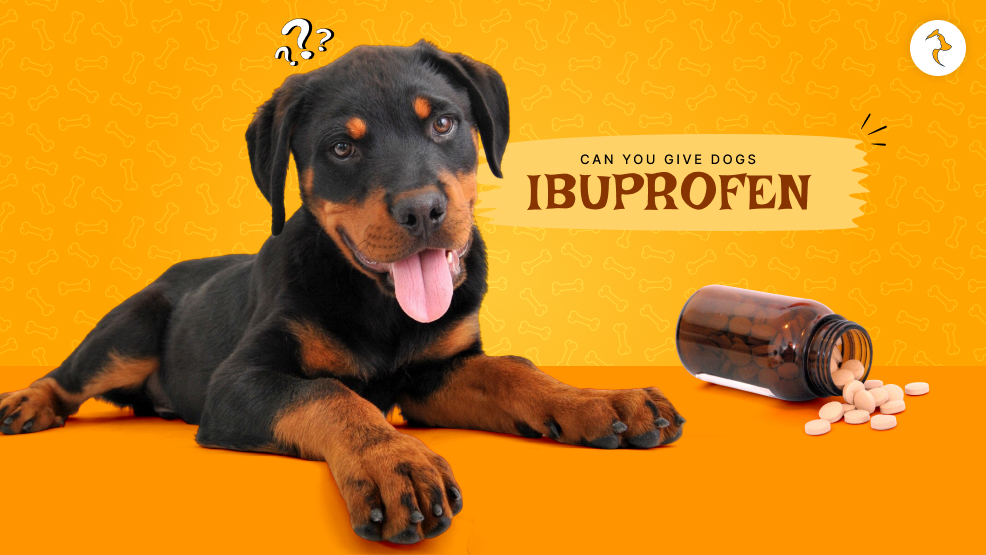 Can You Give Dogs Ibuprofen