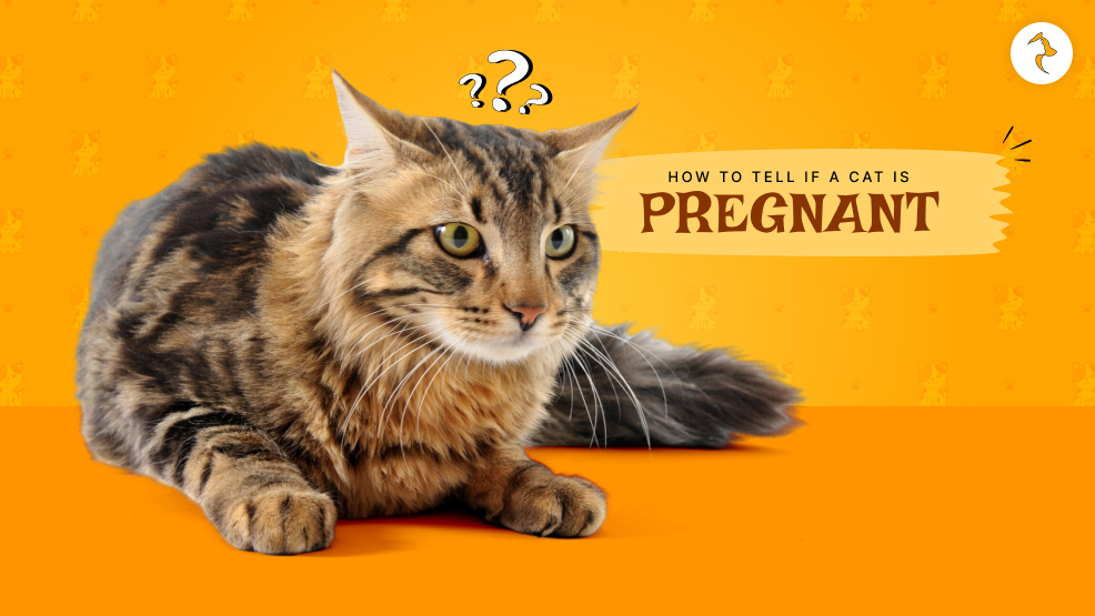 How to tell if a cat is pregnant