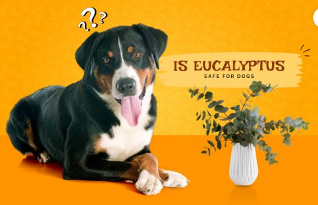 Is eucalyptus safe for dogs
