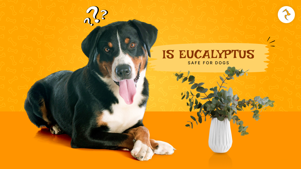 Is eucalyptus safe for dogs
