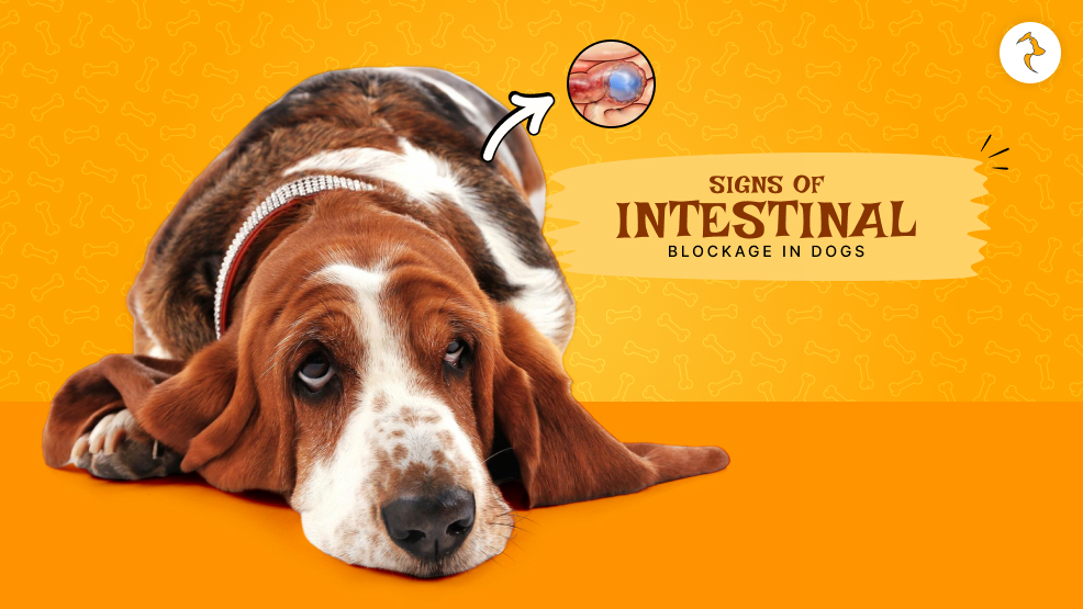 Signs of intestinal blockage in dogs