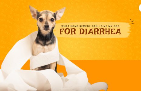 What Home Remedy Can I Give My Dog For Diarrhea