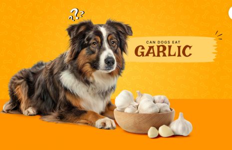 can dogs eat garlic