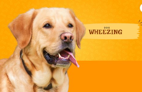 dog wheezing