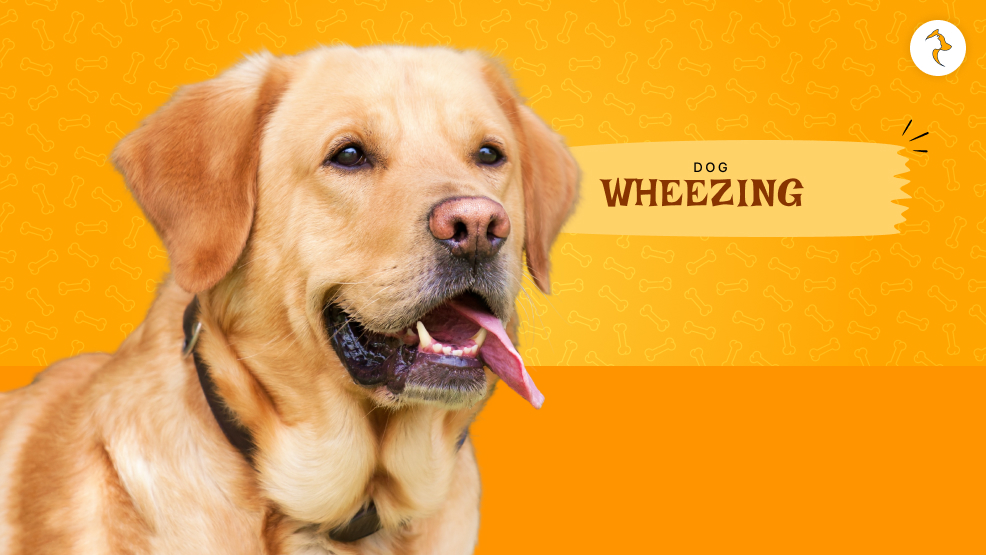 dog wheezing