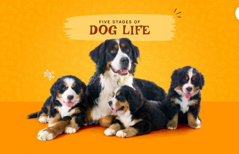 dog years to human years