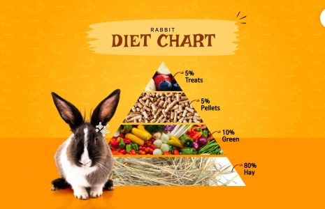 rabbit diet chart