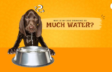 why is my dog drinking so much water