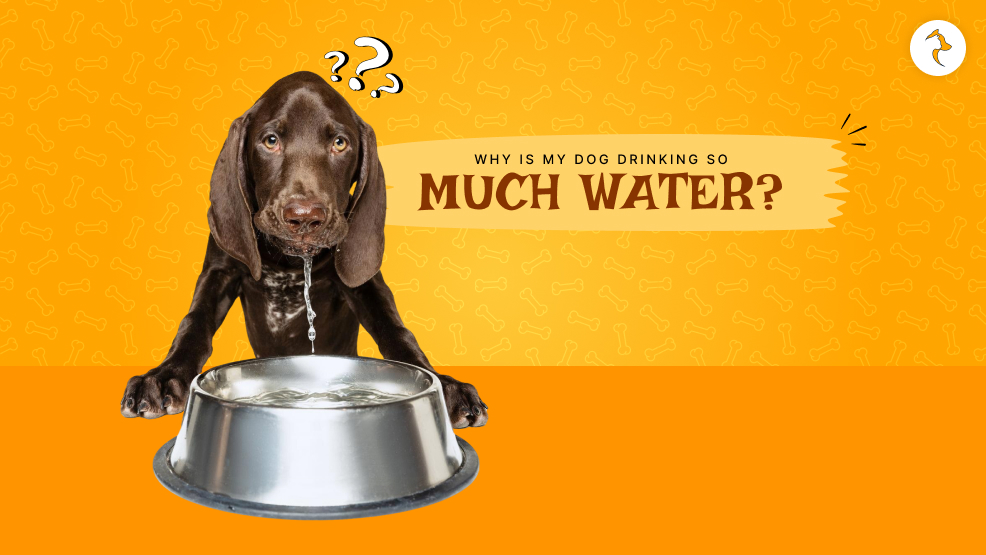 why is my dog drinking so much water