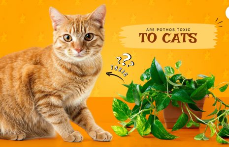 Are pothos toxic to cats