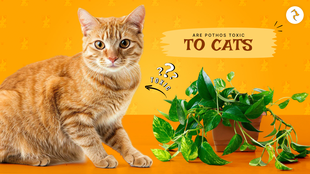 Are pothos toxic to cats