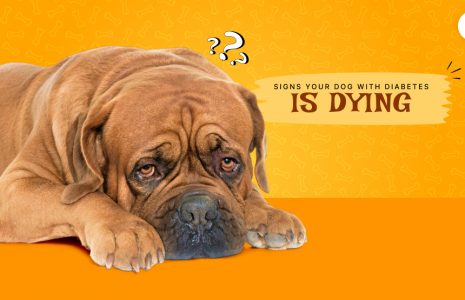 signs your dog with diabetes is dying