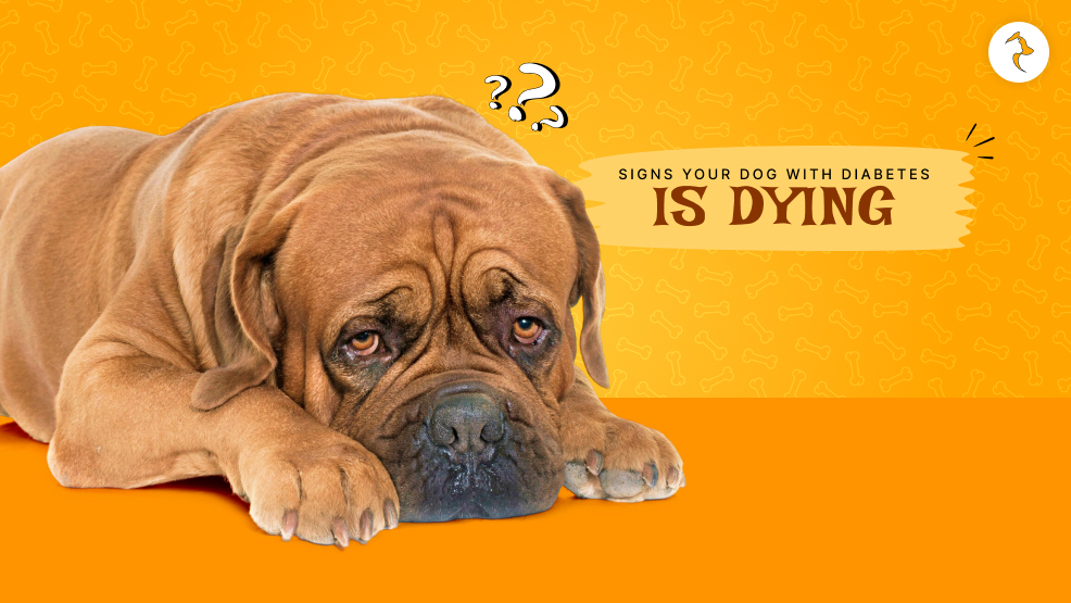signs your dog with diabetes is dying