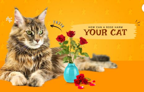 Are roses toxic to cats?