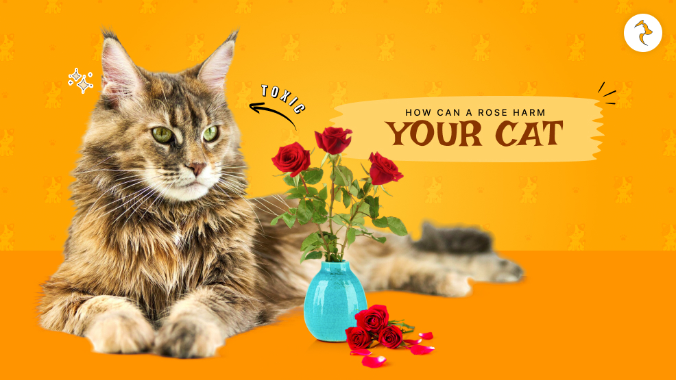Are roses toxic to cats?