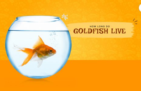 How long do goldfish live?
