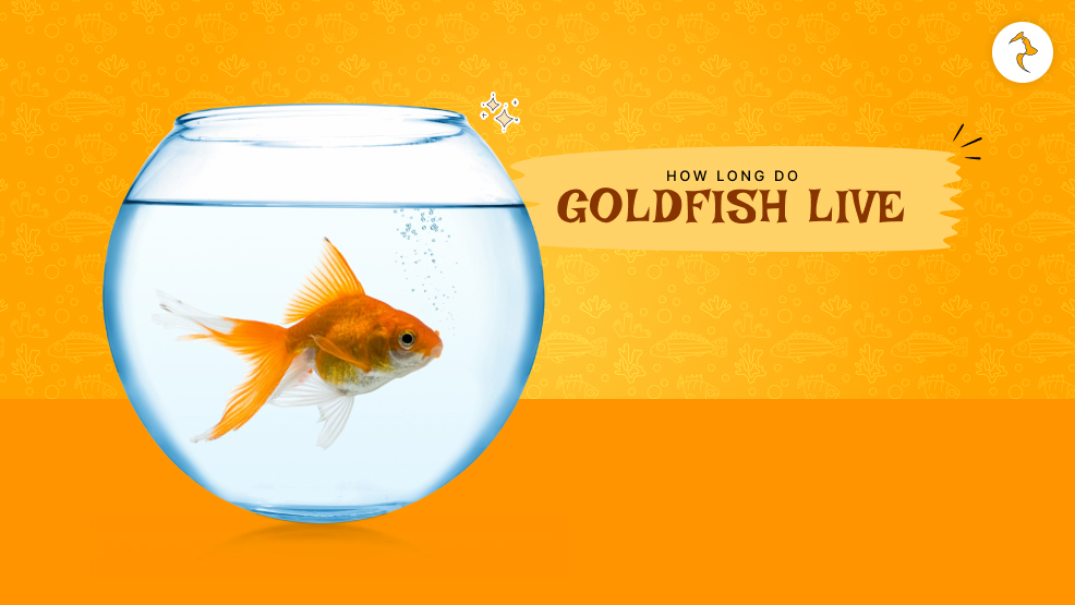 How long do goldfish live?