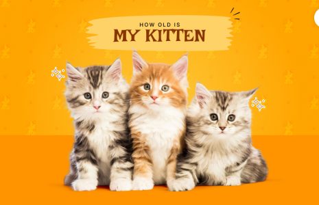 How old is my kitten
