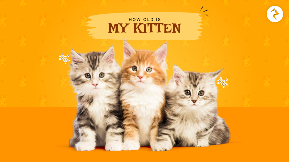 How old is my kitten