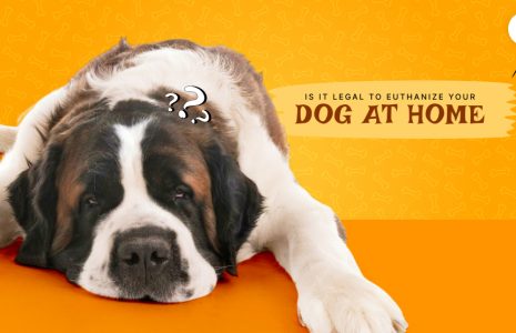 Is it legal to euthanize your dog at home