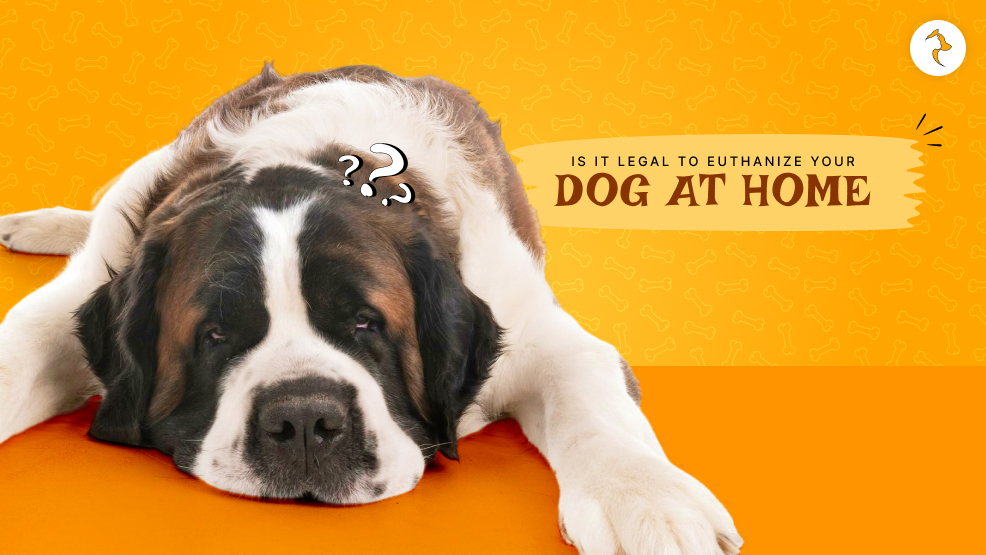 Is it legal to euthanize your dog at home